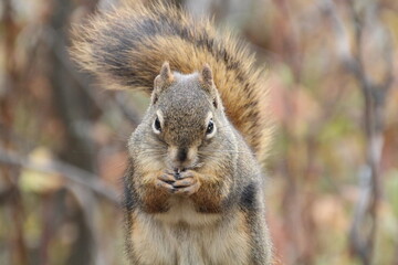 Squirrel Eating, Whitemud Park, Edmonton, Alberta