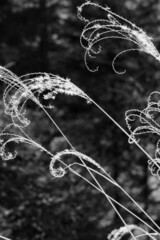 Brilliant Reflection of Silver Grasses in Winter Season as Monochrome