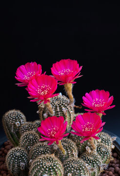 Dark pink or light red flowers of a cactus or cacti. Clump of cactus in a small pot. Greenhouses to raise plants in houses. shooting in the studio Black background.