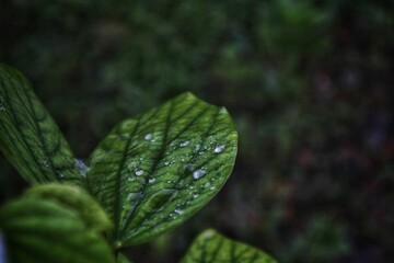 leaf and water drop