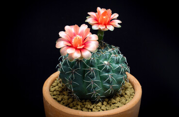 Baldianum cactus Scientific name: Dwarf Chin. Blooming orange flowers and withered flowers from long thorn cactus in small clay pots.