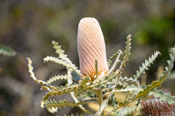 Pink Banksia flower close up. 