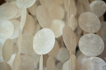 Texture of white round shell. Beach style ornament