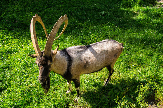Selective of a Bezoar ibex (Capra aegagrus aegagrus) in greenery