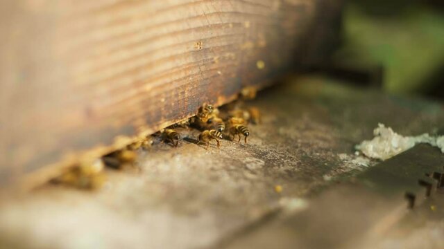 Slow motion shot of bees coming in and out of their bee hive.