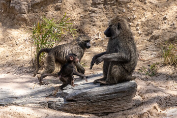Ein kleiner Pavian läuft zu seiner Mutter zurück