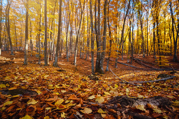Autumn forest nature. Vivid morning in colorful forest with sun rays through branches of trees. Scenery of nature with sunlight