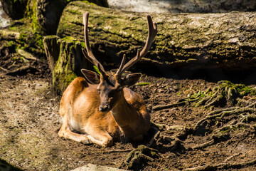 Selective of a male deer in a forest