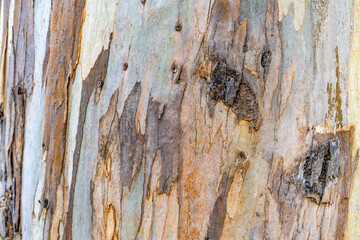 Colorful Eucalyptus bark background. Eucalyptus tree texture. 