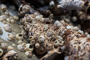 Large group of small clam on the wood, on the beach
