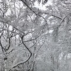 雪が積もった木の枝