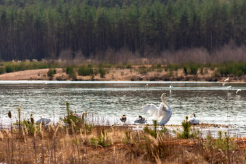 Swan Spreads its Wings