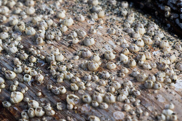 Large group of small clam on the wood, on the beach