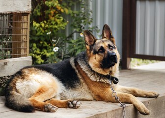 german shepherd dog