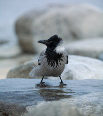 Closeup of a crow standing on ice in winter. Frozen rocks by the sea. Corvus corone cornix.