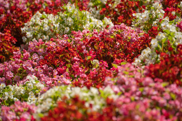 Close up of red, pink and white Begonia Semperflorens in flower bed. 