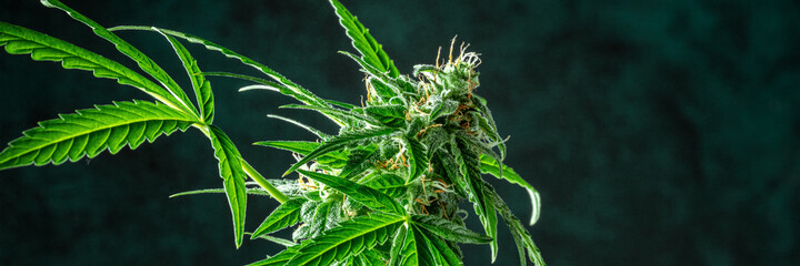 Cannabis plant panorama with copy space. Marijuana flowers with yellow stigmas and green leaves. Growing cannabis for medical purposes