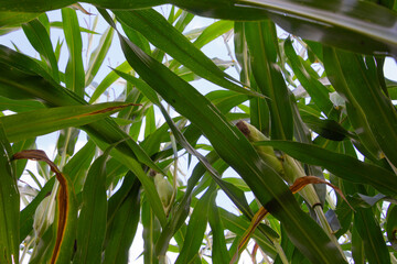 Unique view looking up in a corn field at the sky