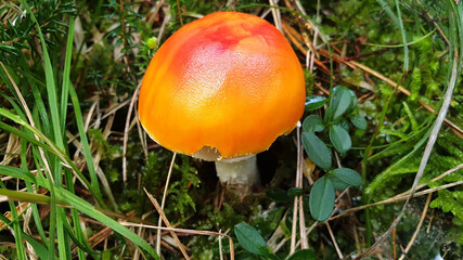 Orange mushroom amanita muscaria grows in green grass. Panorama.