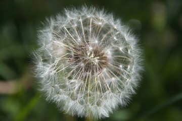 dandelion on green background