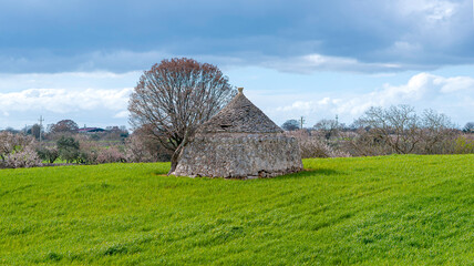 Trulli (trullo) whitewashed stone hut with conical roofs on countryside field, famous in Apulia...