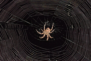 Underside of Cross Orbweaver Spider at night ready to pounce on unsuspecting insects 