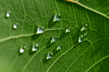 Close-up view the water drops on the leaf surface