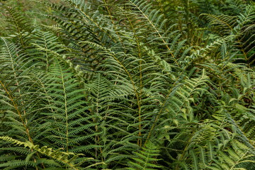 Natural background and wallpaper. Beautiful green fern leaves in the forest.