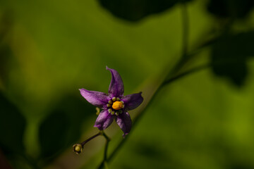 Fototapeta premium Solanum dulcamara flower in field, close up 