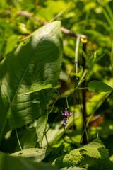 Solanum dulcamara flower in field, close up shoot	