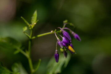 Solanum dulcamara flower growing in field, close up shoot