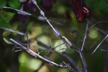 Winged spindle wings. Celastraceae deciduous shrub with cork wings and wonderful autumn foliage. 