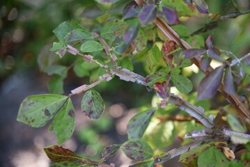 Winged spindle wings. Celastraceae deciduous shrub with cork wings and wonderful autumn foliage. 