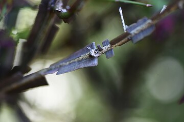 Winged spindle wings. Celastraceae deciduous shrub with cork wings and wonderful autumn foliage. 