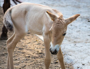 Colt of horse przewalski, Wild horse, Przewalski's horses are the only wild relatives of horses living now