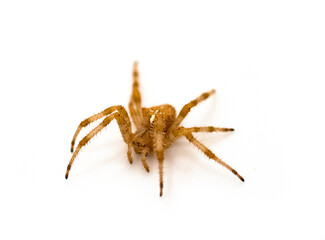 Araneus diadematus in studo