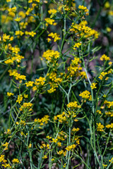 Rorippa amphibia flower in field, macro	