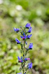 Fototapeta premium Echium vulgare flower in field