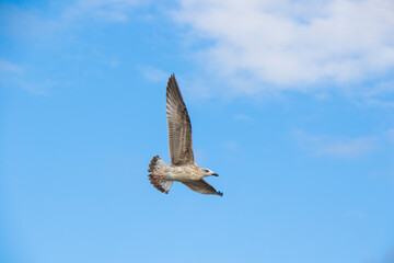 Seagull fly on the beach in Black sea