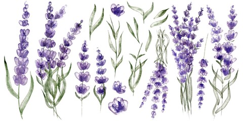 Set of lavender flowers elements. Botanical illustration. Collection of lavender flowers and leaves on a white background. © Tatsiana