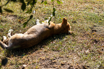 stray dog is lying in park forced to the sun. Light brown dog is resting under a tree-willow, photo...