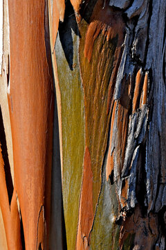 Colorful Eucalyptus bark abstract, Series E-11