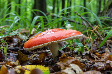 Russula xerampelina, also known as the crab brittlegill or the shrimp mushroom in forest