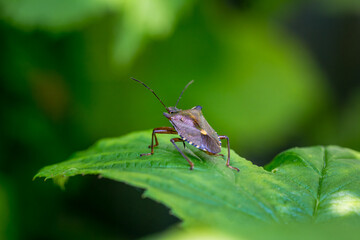 Forest Bug or Red-Legged Shieldbug, Pentatoma rufipes