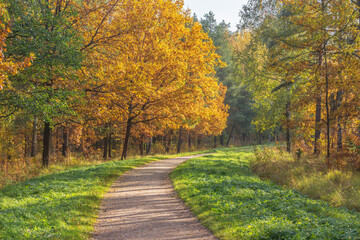 Path in the city park at morning.