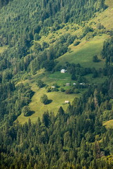 Obraz premium meadow with coniferous trees in the mountains on a sunny day. Forest background
