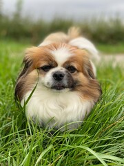 Kleiner Hund blickt mit angelegten Ohren frontal in die Kamera.
Tibetan Spaniel, Shih Tzu, Pekinese, little Dog