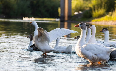 Fototapeta premium Farm life. A flock of white and gray geese swims in a blue pond