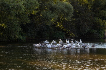 Domestic geese swim in the water. A flock of white beautiful geese in the river