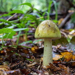 Poisonous mushroom pale toadstool in the grass, close-up shot on a clear sunny day. Can be used as a background or wallpaper